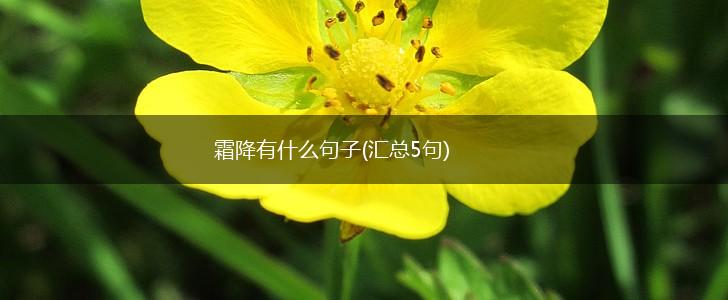 霜降有什么句子(汇总5句),第1张