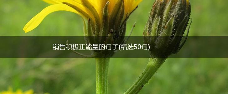 销售积极正能量的句子(精选50句),第1张