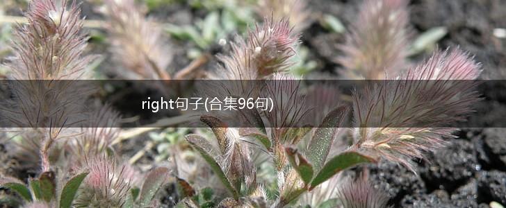 right句子(合集96句),第1张