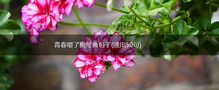 青春喂了狗经典句子(通用50句),第1张