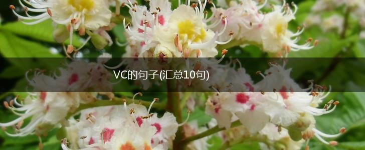 VC的句子(汇总10句),第1张