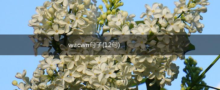 wacwn句子(12句),第1张