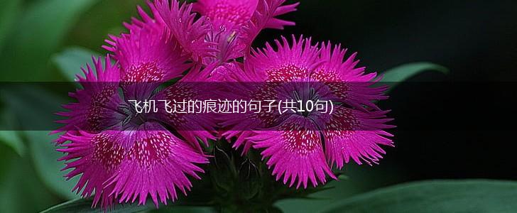 飞机飞过的痕迹的句子(共10句),第1张