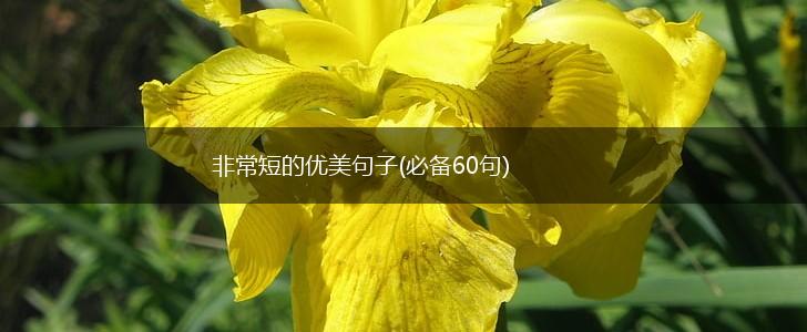 非常短的优美句子(必备60句),第1张