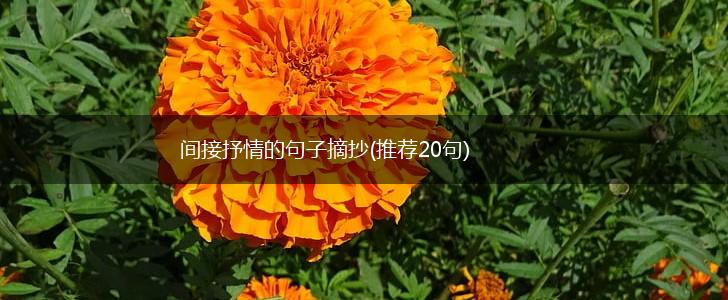 间接抒情的句子摘抄(推荐20句),第1张