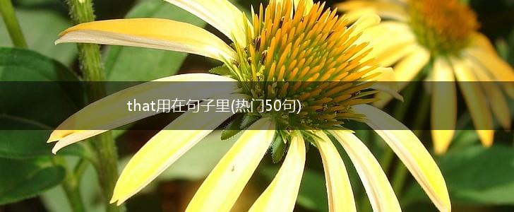 that用在句子里(热门50句),第1张