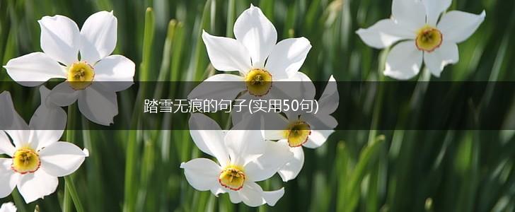 踏雪无痕的句子(实用50句),第1张