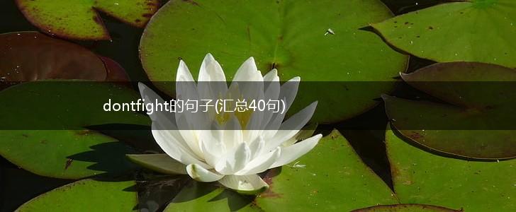 dontfight的句子(汇总40句),第1张