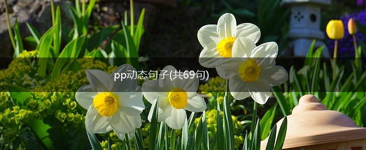 pp动态句子(共69句),第1张