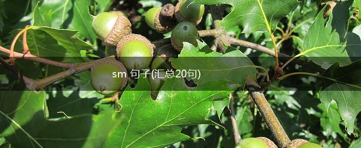 sm 句子(汇总20句),第1张