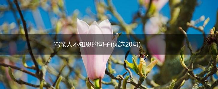骂亲人不知恩的句子(优选20句),第1张