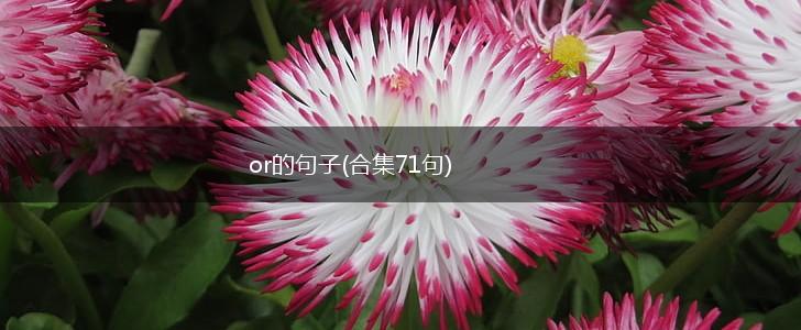 or的句子(合集71句),第1张
