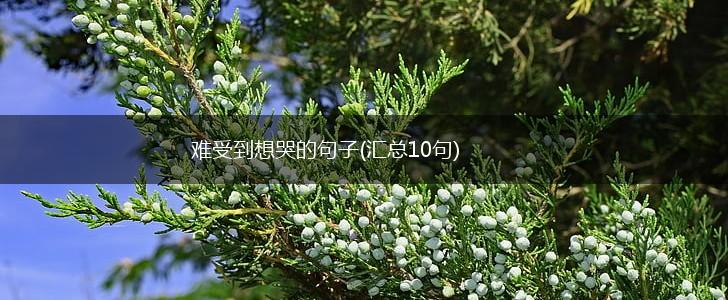 难受到想哭的句子(汇总10句),第1张