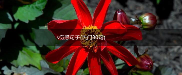 s伤感句子(热门30句),第1张