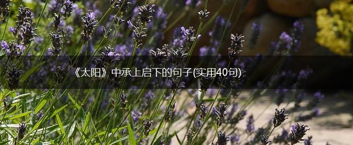 《太阳》中承上启下的句子(实用40句),第1张