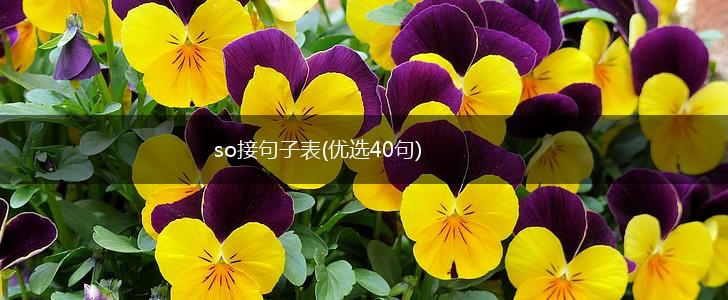 so接句子表(优选40句),第1张