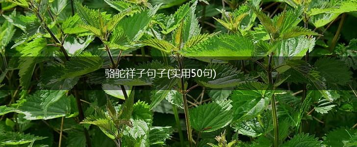 骆驼祥子句子(实用50句),第1张
