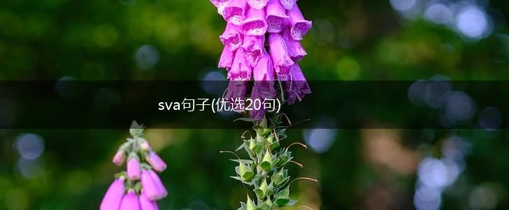 sva句子(优选20句),第1张