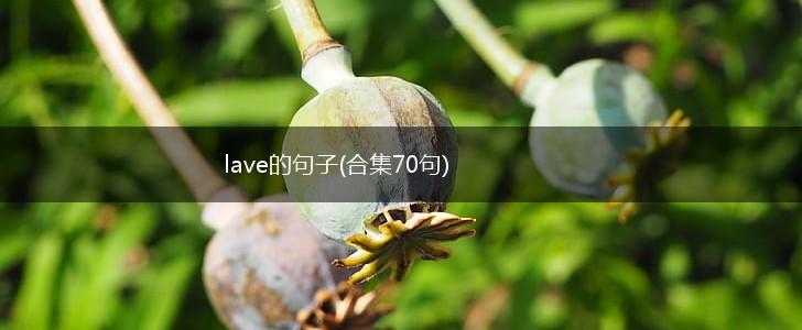 lave的句子(合集70句),第1张