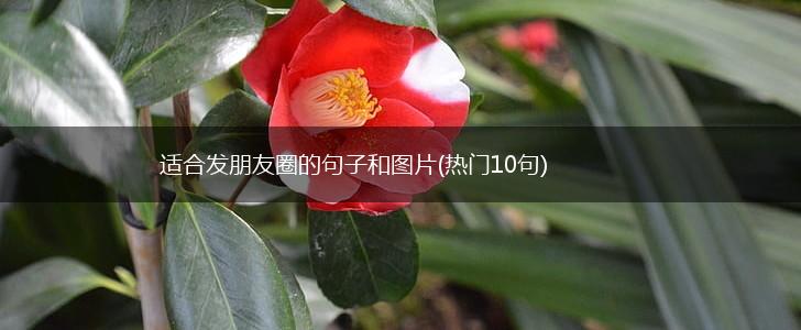 适合发朋友圈的句子和图片(热门10句),第1张