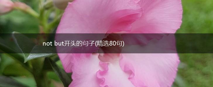 not but开头的句子(精选80句),第1张