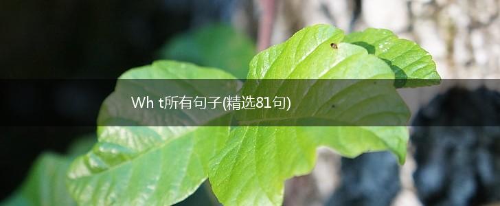 Wh t所有句子(精选81句),第1张