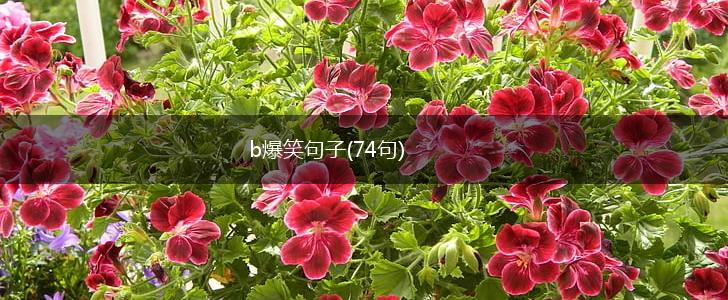 b爆笑句子(74句),第1张