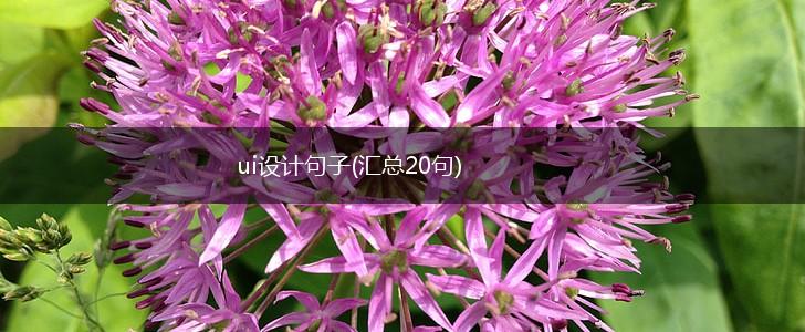 ui设计句子(汇总20句),第1张