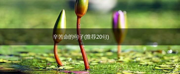 辛苦命的句子(推荐20句),第1张