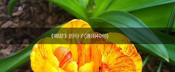 《嘚瑟》的句子(通用40句),第1张
