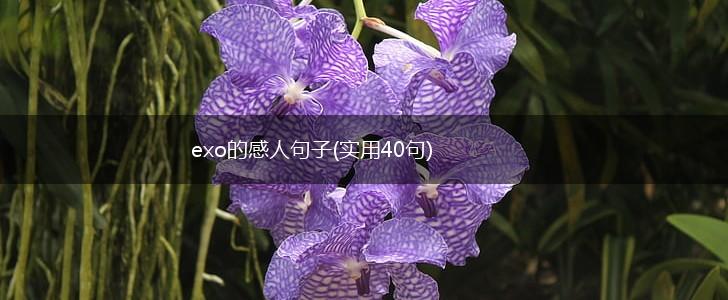 exo的感人句子(实用40句),第1张