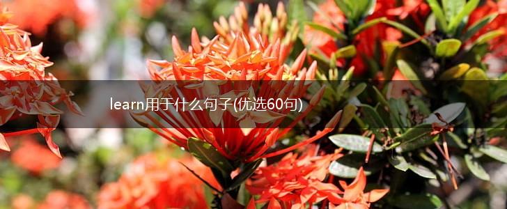 learn用于什么句子(优选60句),第1张