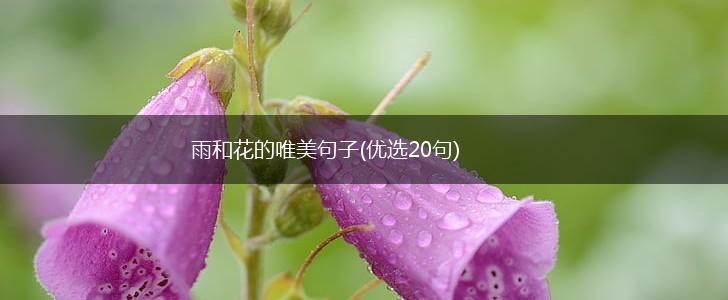 雨和花的唯美句子(优选20句),第1张