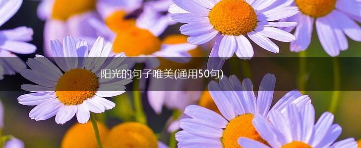 阳光的句子唯美(通用50句),第1张