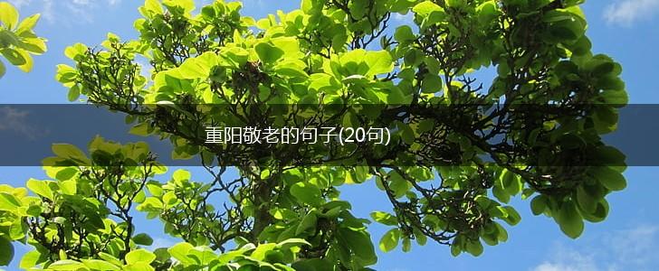 重阳敬老的句子(20句),第1张