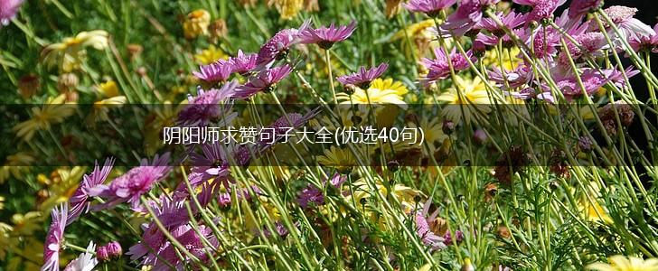 阴阳师求赞句子大全(优选40句),第1张