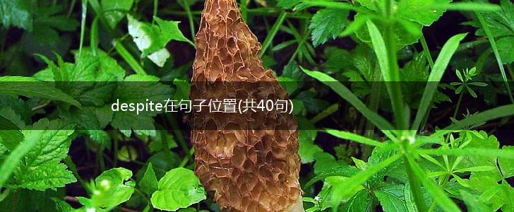 despite在句子位置(共40句),第1张
