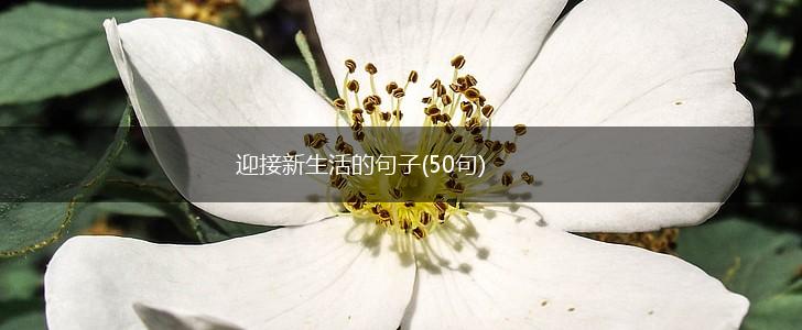 迎接新生活的句子(50句),第1张
