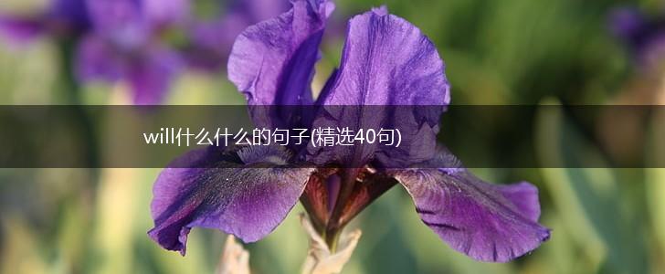 will什么什么的句子(精选40句),第1张