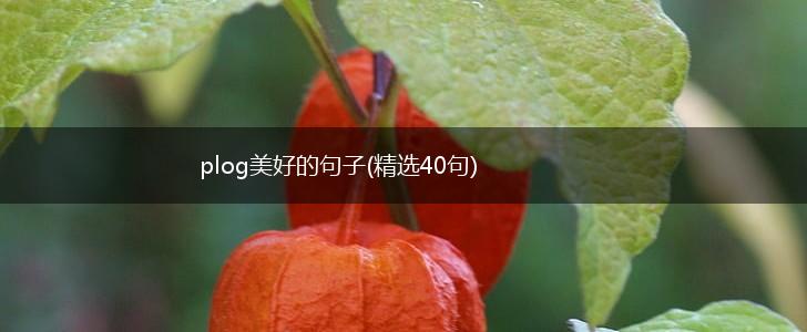 plog美好的句子(精选40句),第1张