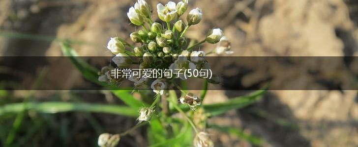 非常可爱的句子(50句),第1张