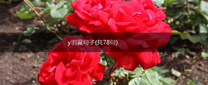 y羽翼句子(共78句),第1张