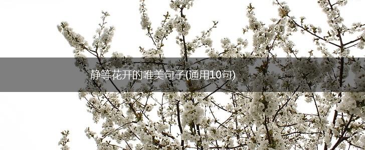 静等花开的唯美句子(通用10句),第1张