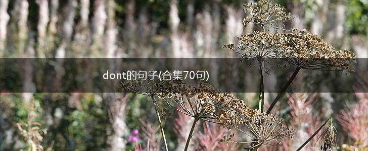 dont的句子(合集70句),第1张