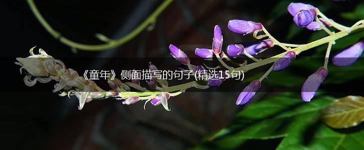 《童年》侧面描写的句子(精选15句),第1张