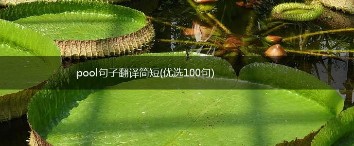 pool句子翻译简短(优选100句),第1张