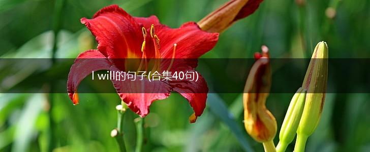 l will的句子(合集40句),第1张