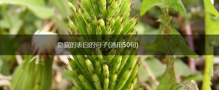 隐藏的表白的句子(通用50句),第1张