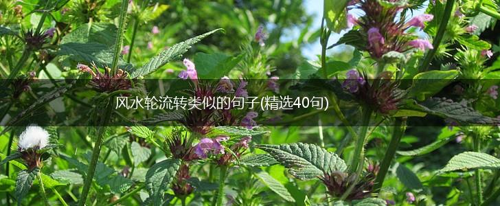 风水轮流转类似的句子(精选40句),第1张