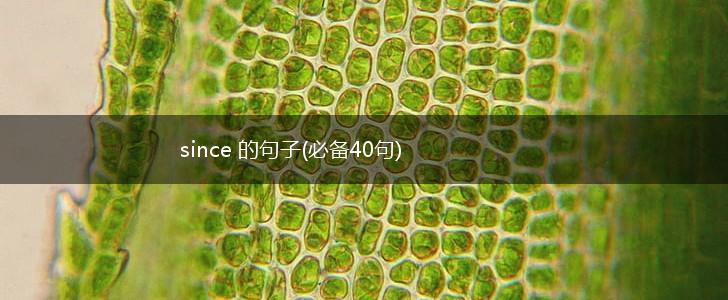since 的句子(必备40句),第1张